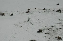 Big Horn Sheep at Penny Hot Springs