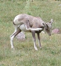 Big Horn Sheep near Cottonwood Lake