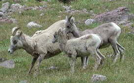 Big Horn Sheep near Cottonwood Lake