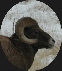 Big Horn Sheep near Deer Creek