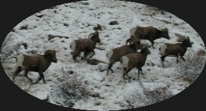 Big Horn Sheep near Deer Creek