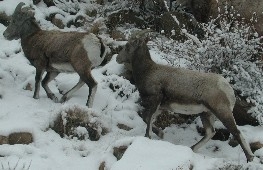 Big Horn Sheep near Deer Creek