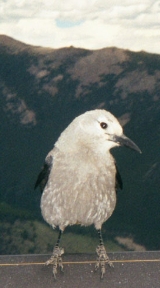 Bird in Rocky Mountain National Park