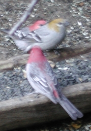 Birds in Blue River