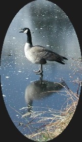 Canadian Geese in Boulder