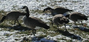 Canadian Geese in Boulder