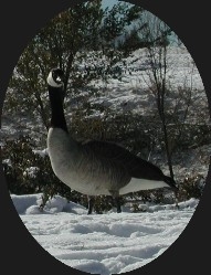 Canadian Geese in Boulder