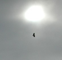 Hawk above Gunnison Valley