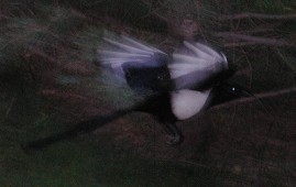 Magpie at Redstone Inn