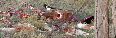 Magpie in Stinking Gulch