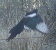 Magpie near Good Spring Creek