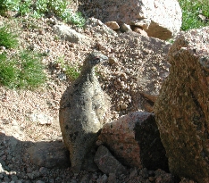 Ptarmigan on Eolus