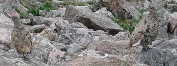 Ptarmigans on Holy Cross