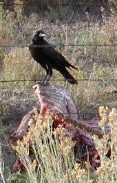 Raven in Stinking Gulch