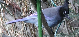 Steller's Jay in Blue River