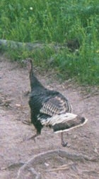 Wild Turkey on Sopris