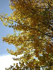 Autumn near Creede