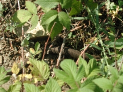 Snake in Chicago Basin