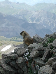 Wetterhorn