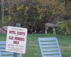 Deer at Redstone Inn