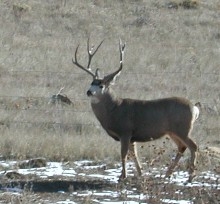 Deer near Boulder