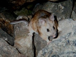 Mexican Woodrat on Holy Cross