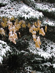 Autumn Leaves in Snow