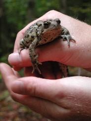 Frog on the Seymour Trail