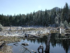 Beaver Dam near Allen