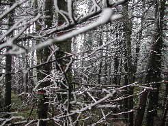 First Snow on Esther