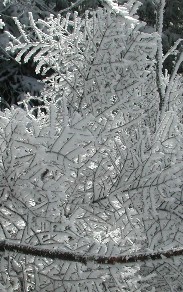 Snow on a Fallen Tree on the Eastern Shoulder of Allen