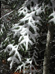 Snow on a Limb near Allen