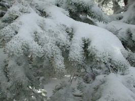 Snow on a Limb on the Eastern Shoulder of Allen